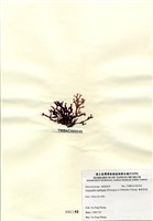 藏品(硬盾果藻)的圖片